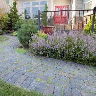 Beautiful residential landscape design featuring stone pathway and lavender plants in Menomonee Falls, WI